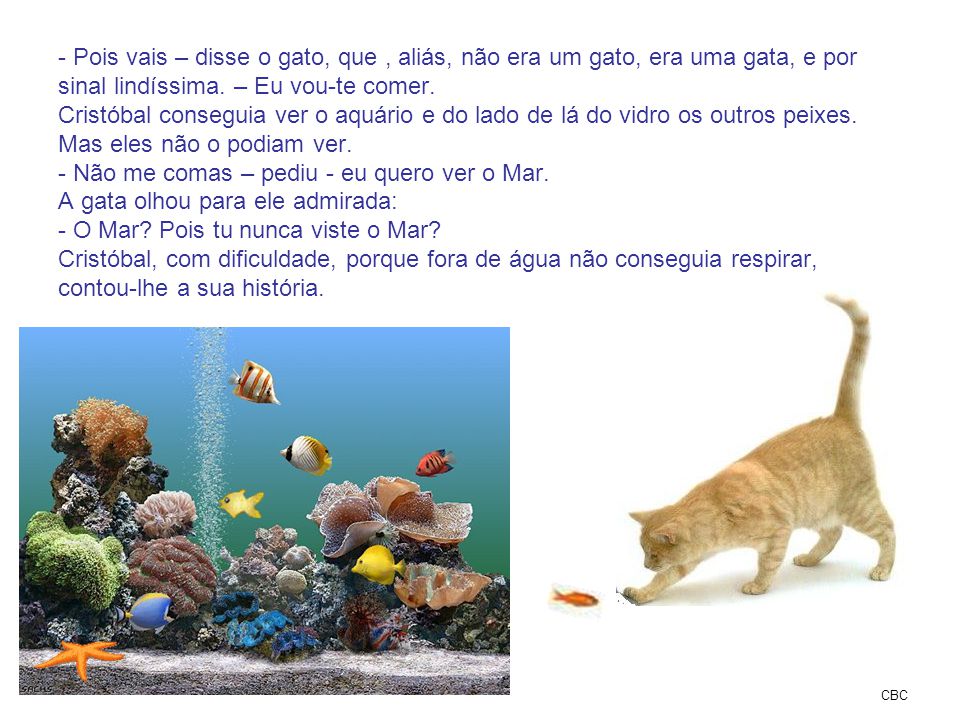 Pois vais – disse o gato, que , aliás, não era um gato, era uma gata, e por sinal lindíssima. – Eu vou-te comer. Cristóbal conseguia ver o aquário e do lado de lá do vidro os outros peixes. Mas eles não o podiam ver. - Não me comas – pediu - eu quero ver o Mar. A gata olhou para ele admirada: - O Mar Pois tu nunca viste o Mar Cristóbal, com dificuldade, porque fora de água não conseguia respirar, contou-lhe a sua história.