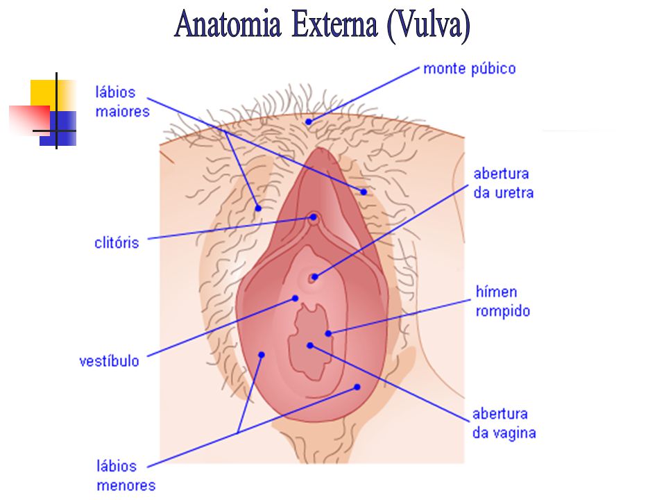 Anatomia Externa (Vulva)