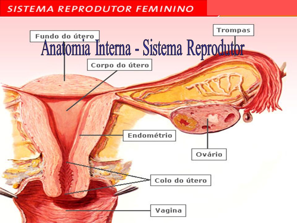 Anatomia Interna - Sistema Reprodutor