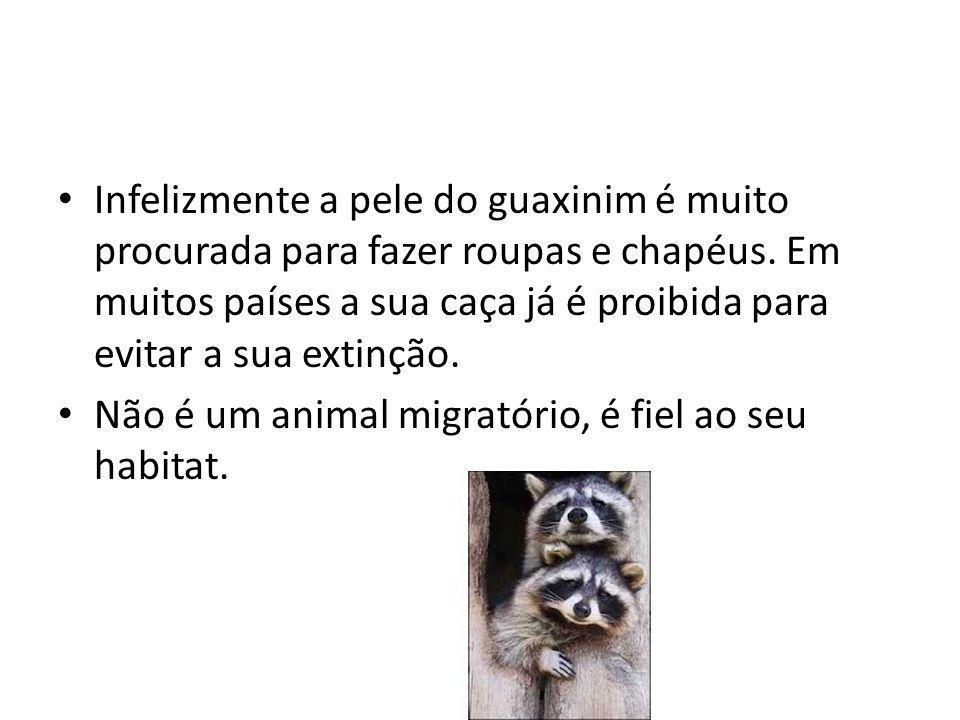 Infelizmente a pele do guaxinim é muito procurada para fazer roupas e chapéus. Em muitos países a sua caça já é proibida para evitar a sua extinção.