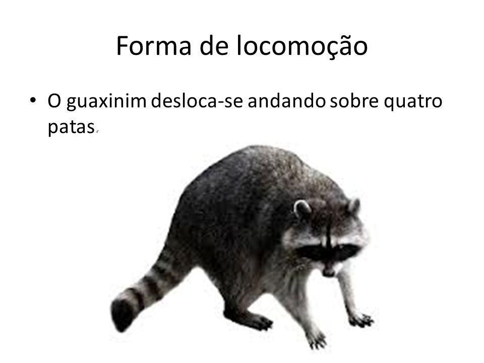 Forma de locomoção O guaxinim desloca-se andando sobre quatro patas.