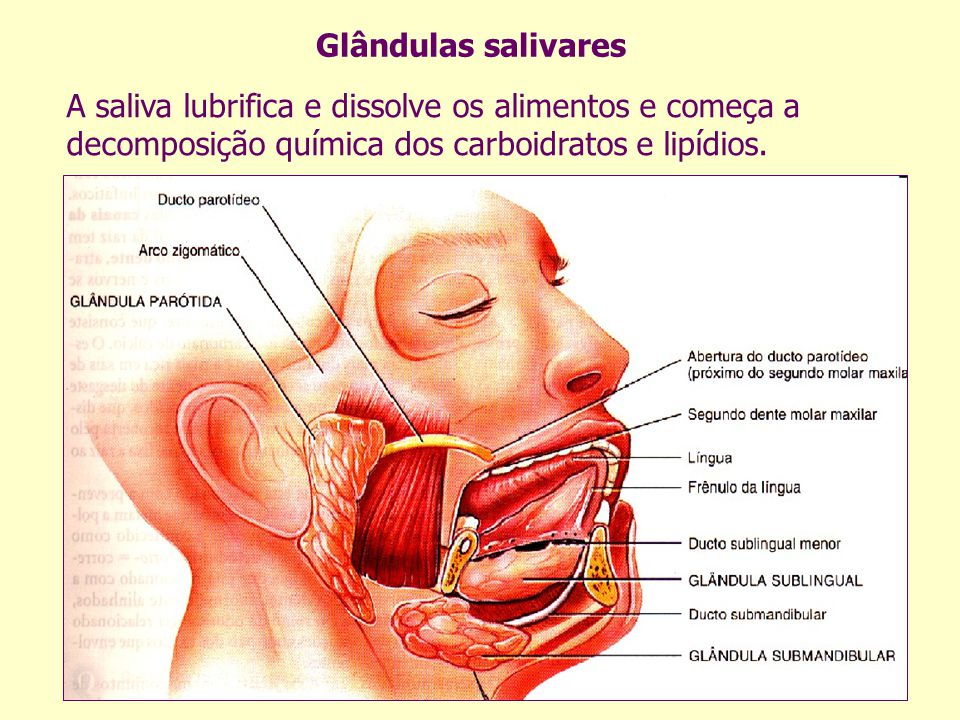 Glândulas salivares A saliva lubrifica e dissolve os alimentos e começa a decomposição química dos carboidratos e lipídios.