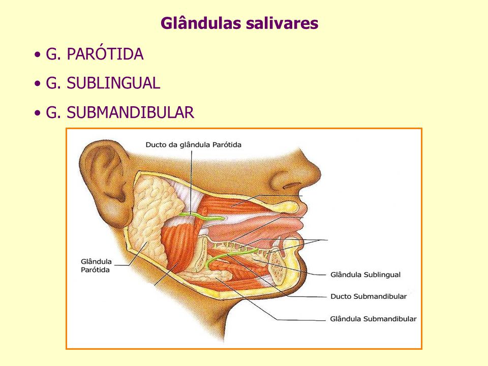 Glândulas salivares • G. PARÓTIDA • G. SUBLINGUAL • G. SUBMANDIBULAR