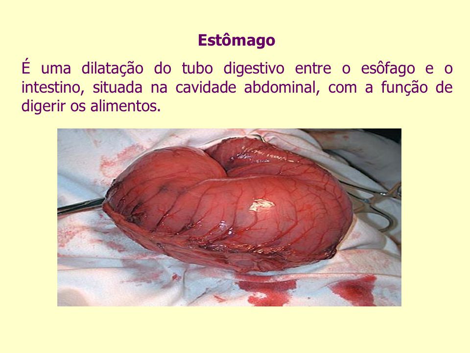 Estômago É uma dilatação do tubo digestivo entre o esôfago e o intestino, situada na cavidade abdominal, com a função de digerir os alimentos.