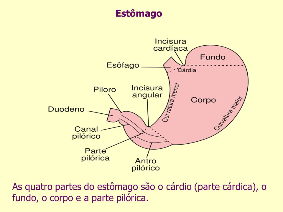 Estômago As quatro partes do estômago são o cárdio (parte cárdica), o fundo, o corpo e a parte pilórica.