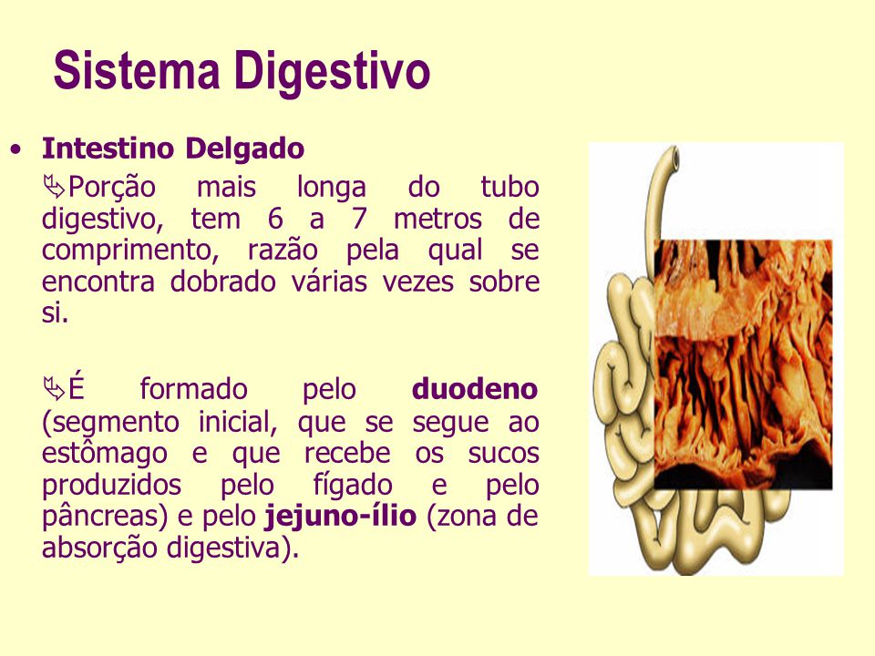 Sistema Digestivo Intestino Delgado
