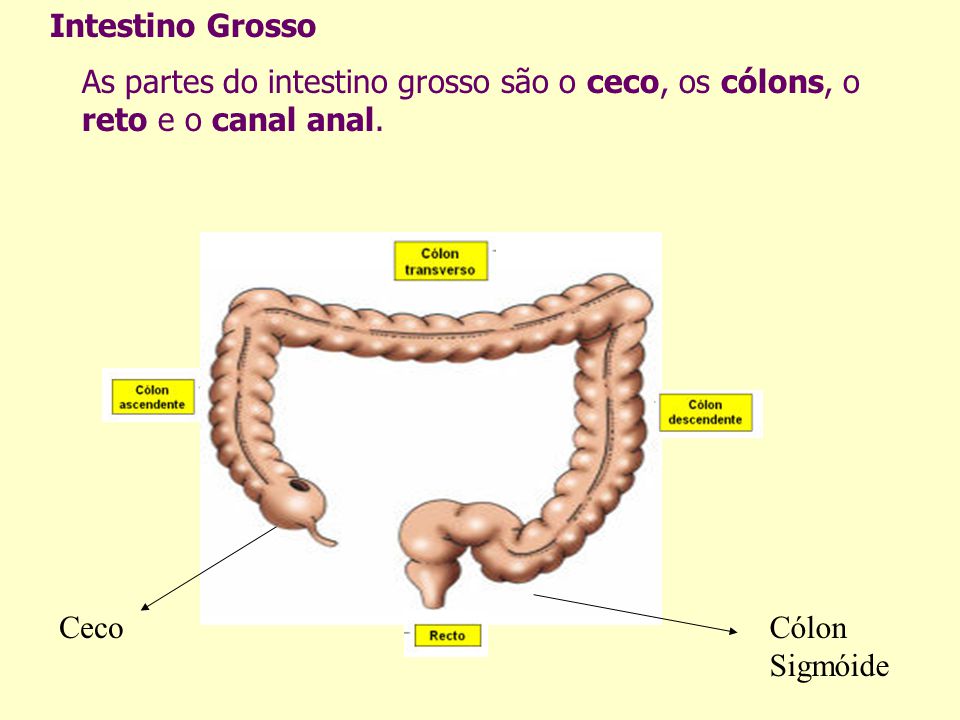 Intestino Grosso As partes do intestino grosso são o ceco, os cólons, o reto e o canal anal. Ceco.