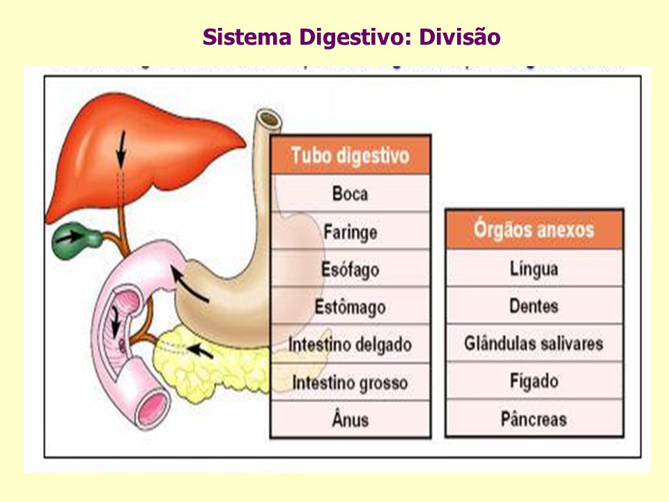 Sistema Digestivo: Divisão