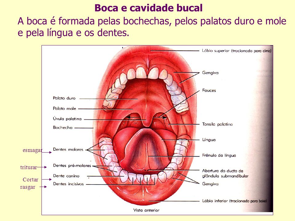 Boca e cavidade bucal A boca é formada pelas bochechas, pelos palatos duro e mole e pela língua e os dentes.