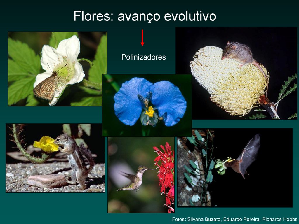 Seleção Sexual em Plantas - ppt carregar