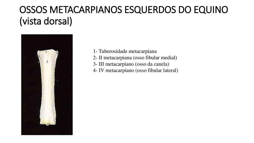 OSSOS METACARPIANOS ESQUERDOS DO EQUINO (vista dorsal)
