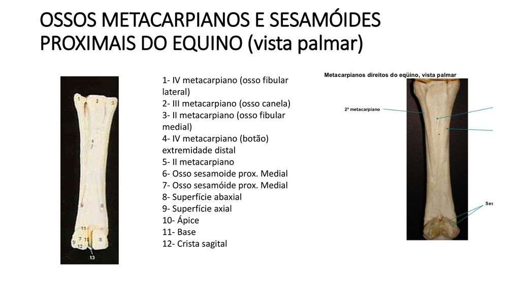 OSSOS METACARPIANOS E SESAMÓIDES PROXIMAIS DO EQUINO (vista palmar)
