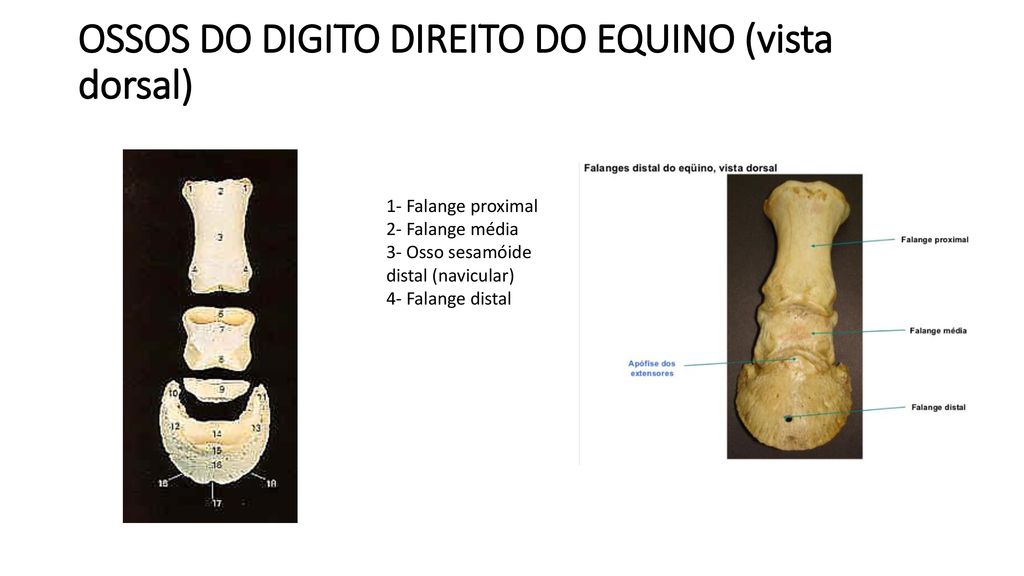 OSSOS DO DIGITO DIREITO DO EQUINO (vista dorsal)