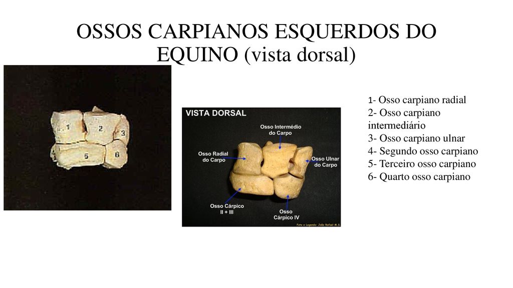 OSSOS CARPIANOS ESQUERDOS DO EQUINO (vista dorsal)