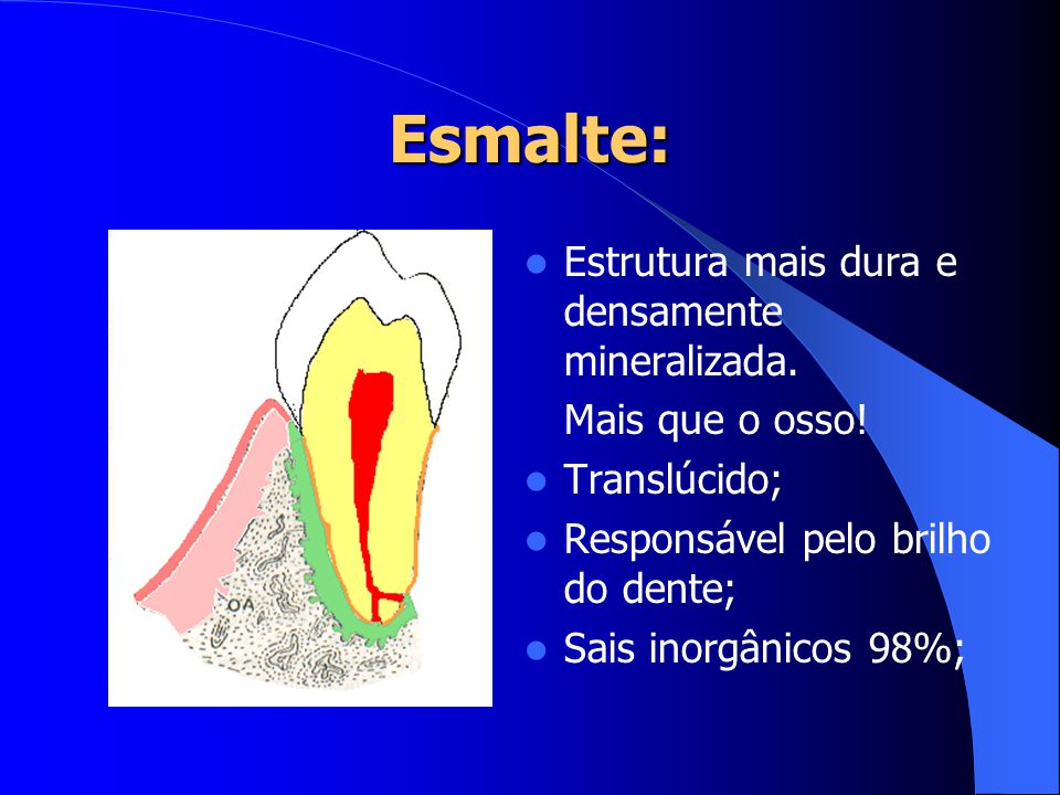 Esmalte: Estrutura mais dura e densamente mineralizada.