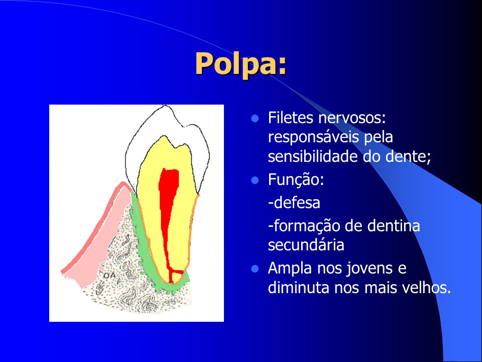 Polpa: Filetes nervosos: responsáveis pela sensibilidade do dente;