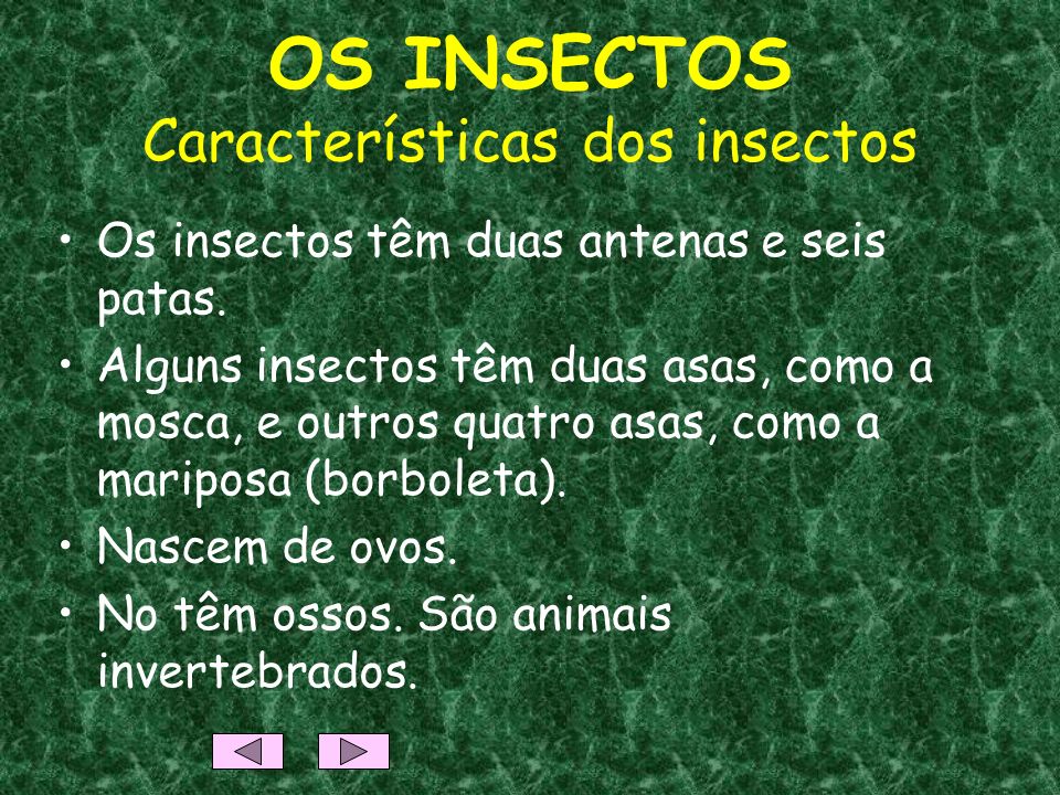 OS INSECTOS Características dos insectos