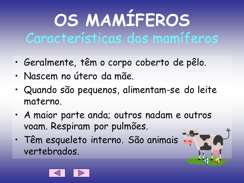 OS MAMÍFEROS Características dos mamíferos