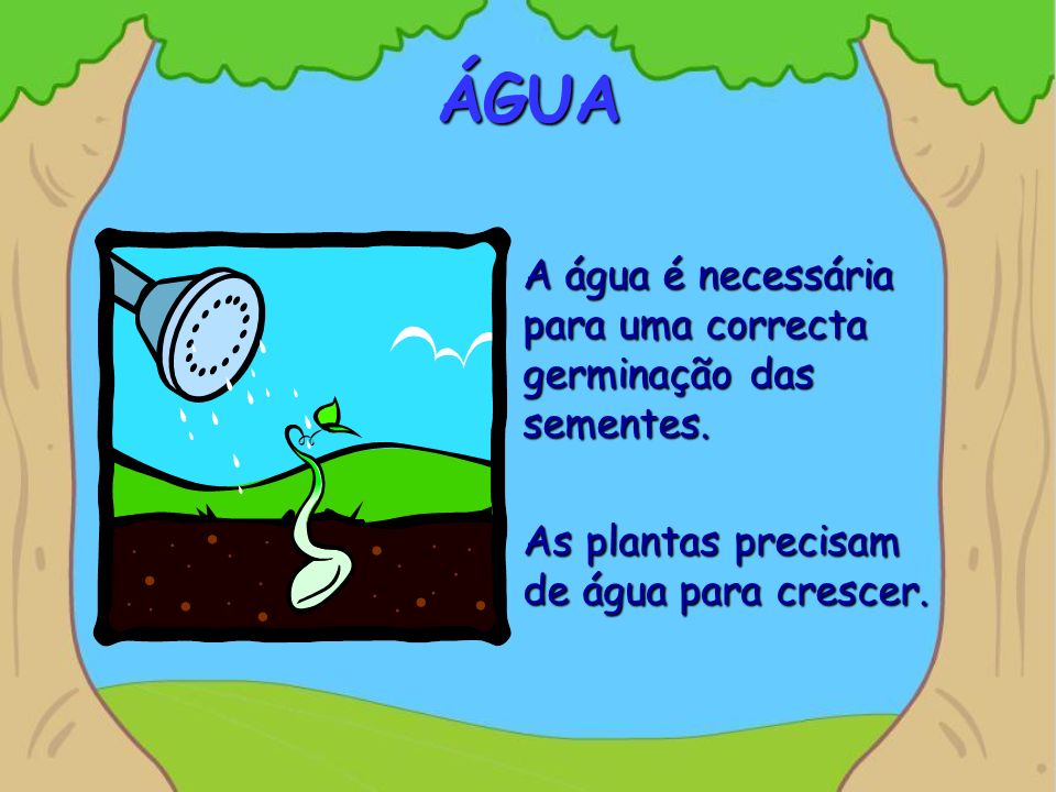 ÁGUA A água é necessária para uma correcta germinação das sementes.