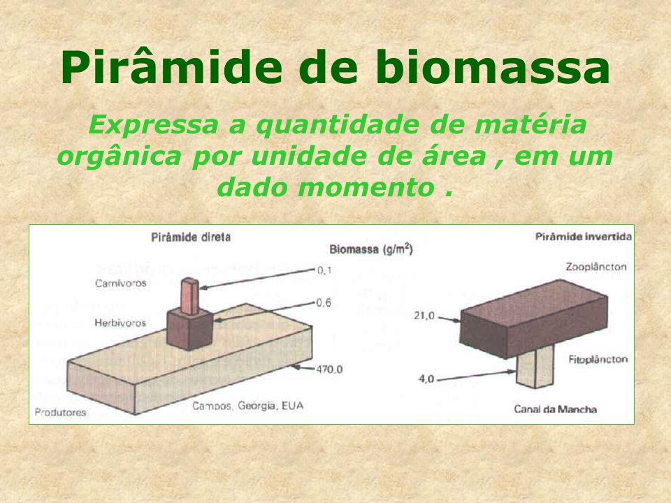 Pirâmide de biomassa Expressa a quantidade de matéria orgânica por unidade de área , em um dado momento .