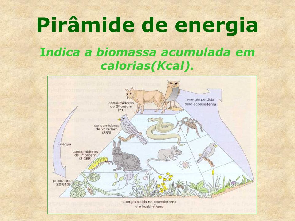 Indica a biomassa acumulada em calorias(Kcal).