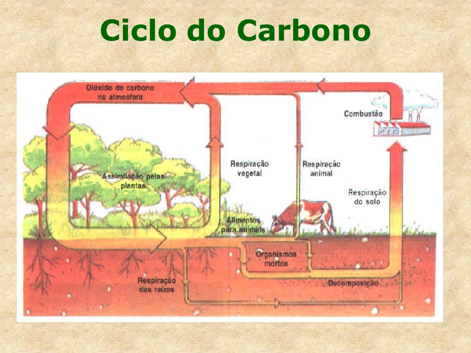 Ciclo do Carbono