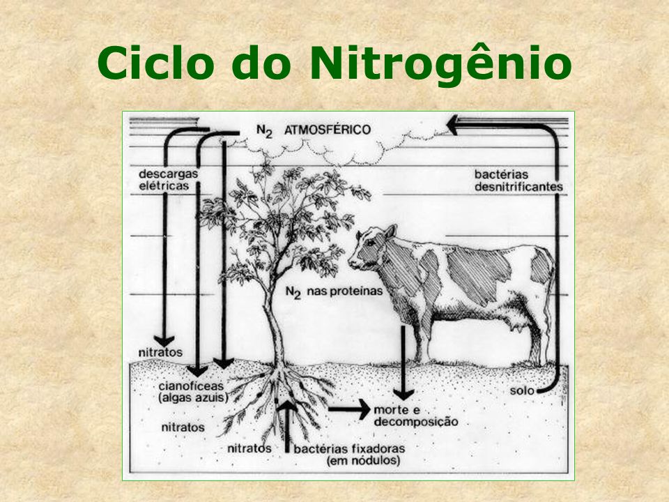 Ciclo do Nitrogênio