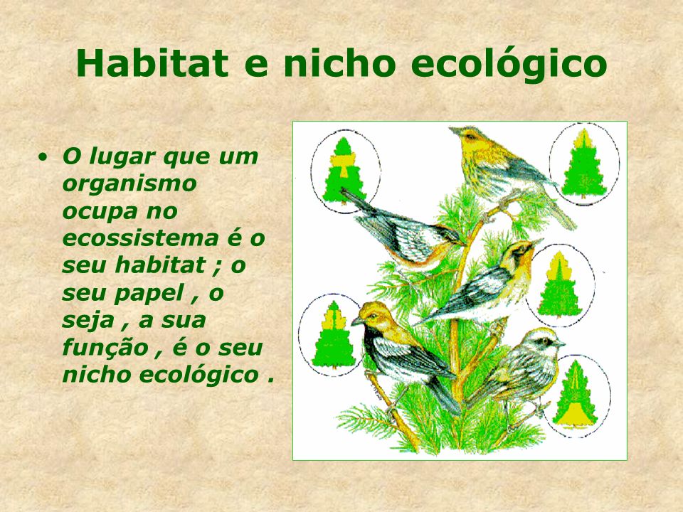 Habitat e nicho ecológico