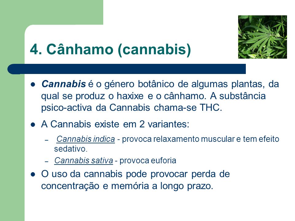 4. Cânhamo (cannabis)