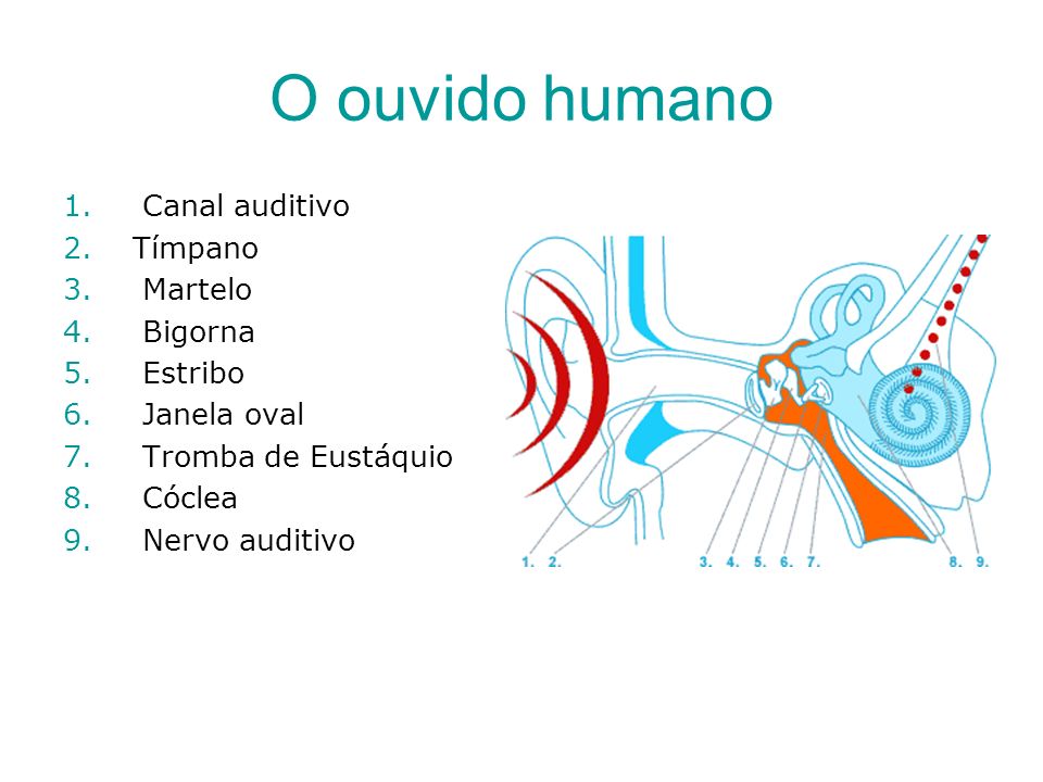 O ouvido humano Canal auditivo Tímpano Martelo Bigorna Estribo