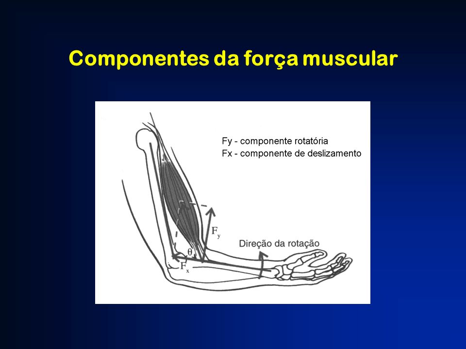 Componentes da força muscular