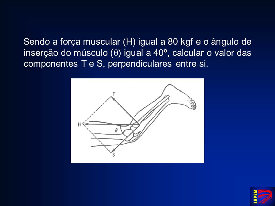 Sendo a força muscular (H) igual a 80 kgf e o ângulo de inserção do músculo () igual a 40º, calcular o valor das componentes T e S, perpendiculares entre si.