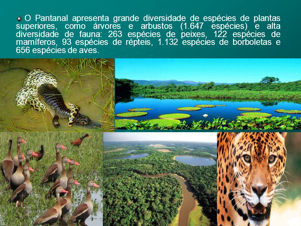 O Pantanal apresenta grande diversidade de espécies de plantas superiores, como árvores e arbustos (1.647 espécies) e alta diversidade de fauna: 263 espécies de peixes, 122 espécies de mamíferos, 93 espécies de répteis, espécies de borboletas e 656 espécies de aves.