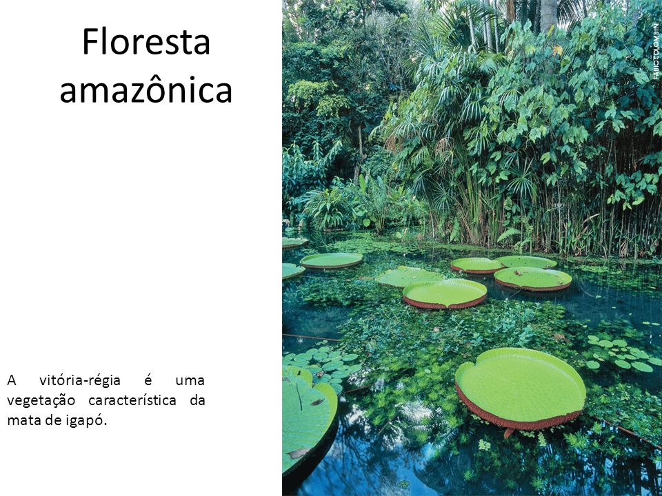 Floresta amazônica FABIO COLOMBINI A vitória-régia é uma vegetação característica da mata de igapó.