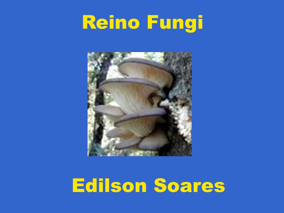 Reino Fungi Edilson Soares