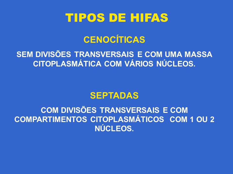 TIPOS DE HIFAS CENOCÍTICAS SEPTADAS