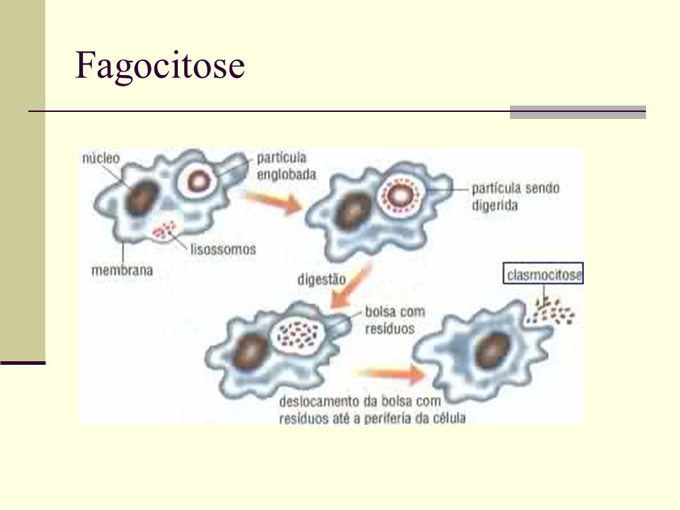 Fagocitose