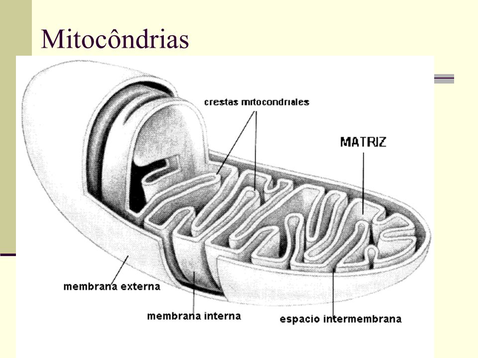 Mitocôndrias