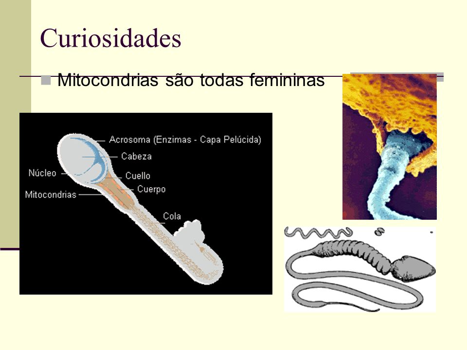 Curiosidades Mitocondrias são todas femininas