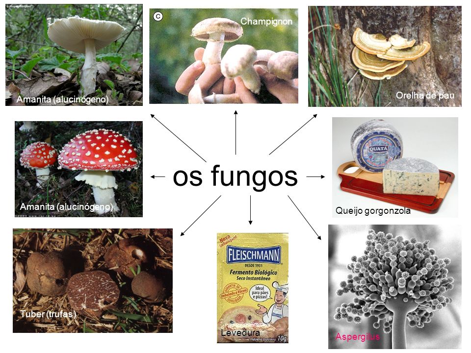 os fungos Champignon Orelha de pau Amanita (alucinógeno)