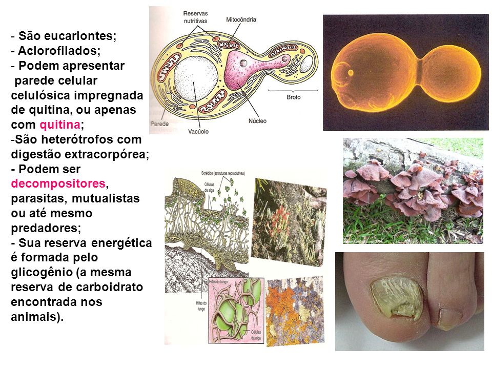 São eucariontes; Aclorofilados; Podem apresentar. parede celular. celulósica impregnada de quitina, ou apenas com quitina;