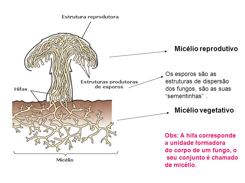 Micélio reprodutivo Micélio vegetativo Os esporos são as