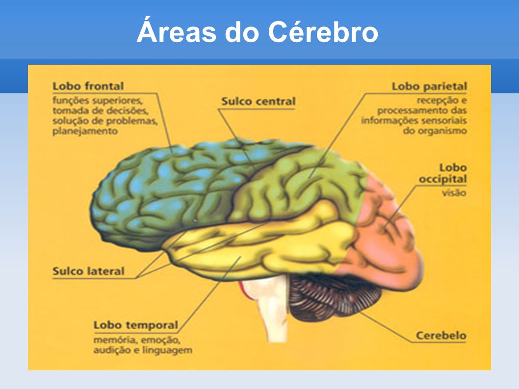 Áreas do Cérebro