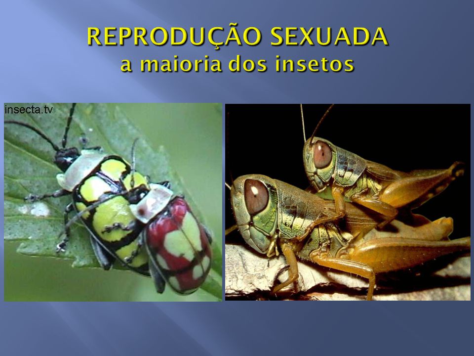 REPRODUÇÃO SEXUADA a maioria dos insetos