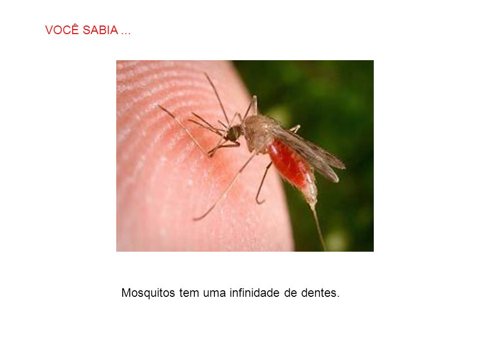 VOCÊ SABIA ... Mosquitos tem uma infinidade de dentes.