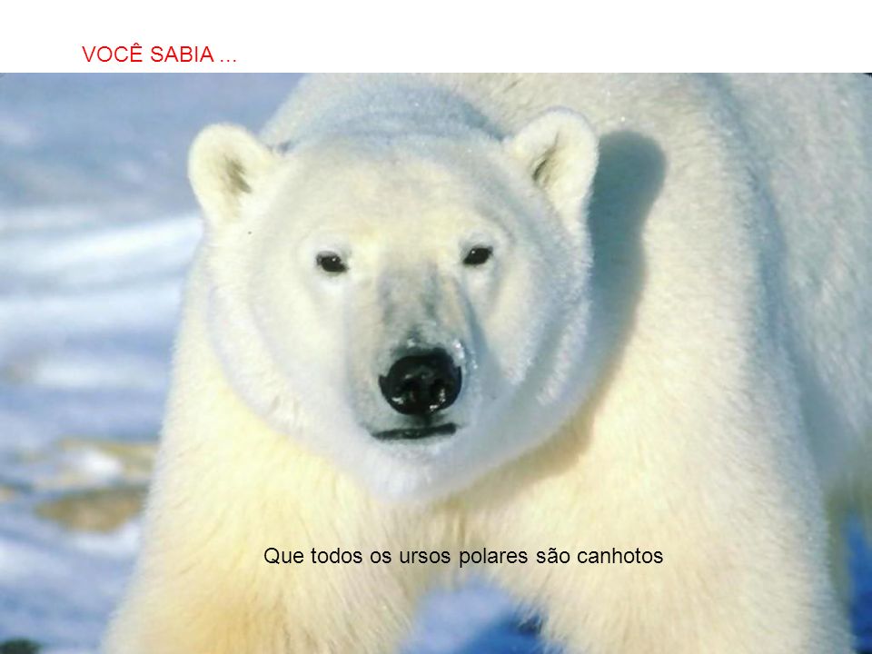 VOCÊ SABIA ... Que todos os ursos polares são canhotos