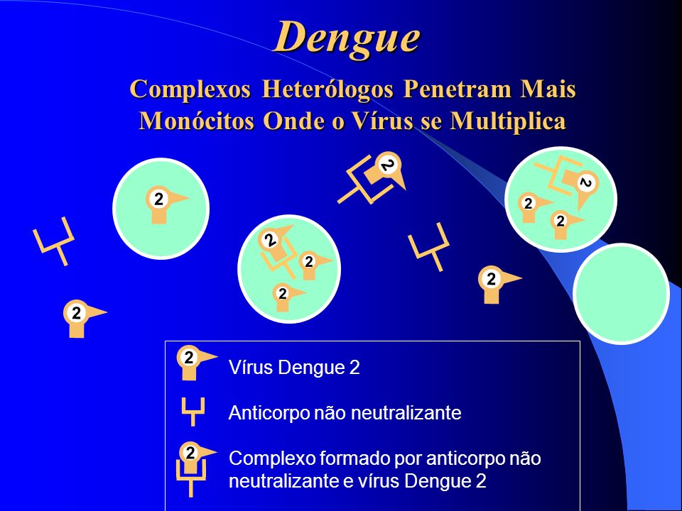 Dengue Complexos Heterólogos Penetram Mais Monócitos Onde o Vírus se Multiplica