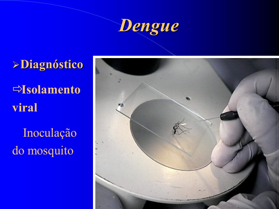 Dengue Diagnóstico Isolamento viral Inoculação do mosquito