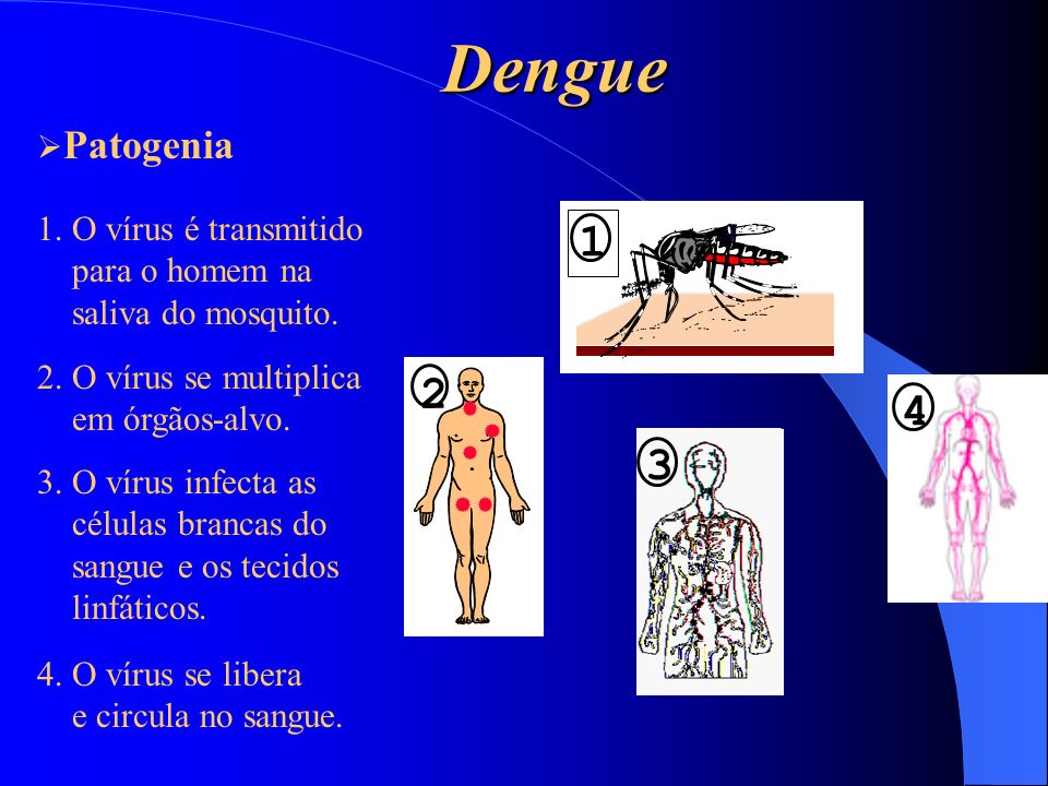 Dengue Patogenia 1. O vírus é transmitido para o homem na
