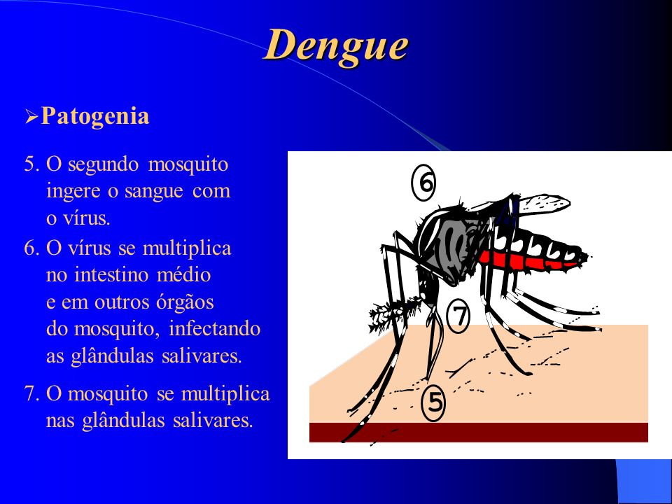Dengue Patogenia 5. O segundo mosquito ingere o sangue com
